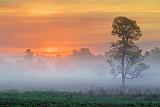 Misty Dawn_10597-600